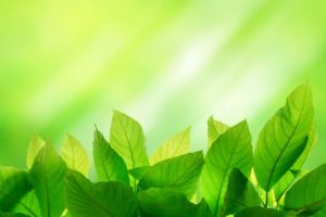 Khutbah Jumat: Larangan Merusak Lingkungan dalam Al-Qur’an